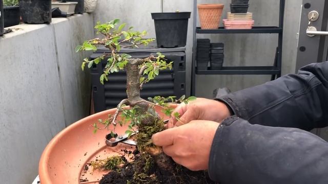 Create new bonsai nebari. Force your bonsai to form a new root base. ( turn on english subtitles ) смотреть онлайн