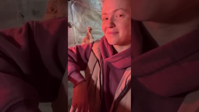 РУЧНОЙ ЦЫПЛЕНОК КОТОРЫЙ ПРИНЯЛ МЕНЯ ЗА МАМУ | Часть 2 #животные смотреть онлайн