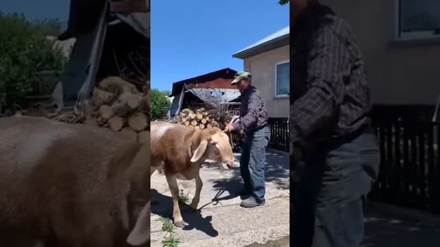 #арашанская_порода #арашан_койлору #арашанские_овцы #арашан_авган_гиссар #арашан_кой смотреть онлайн