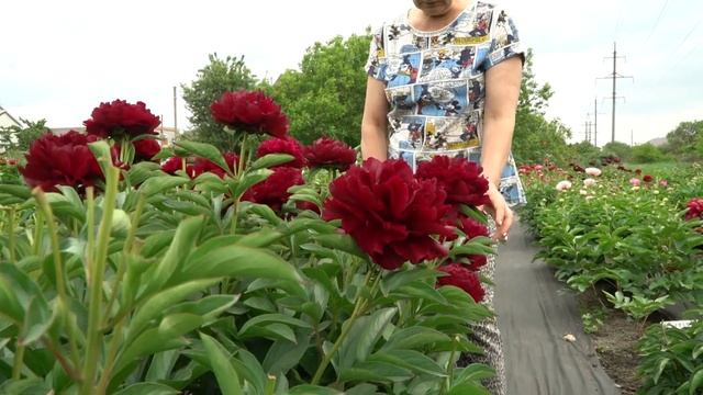 Пион Falcon. Май 2018 смотреть онлайн