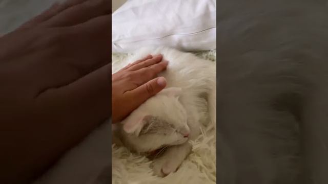 Мой британский вислоухий котёнок (2) смотреть онлайн