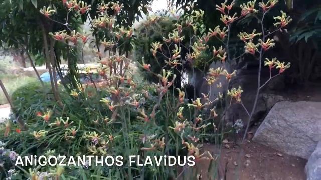 Anigozanthos flavidus. Garden Center online Costa Brava - Girona. смотреть онлайн