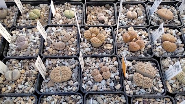 Редкие растения.Литопсы.Коллекция,полив,уход,зимовка.