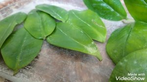 ЗАМИОКУЛЬКАС. Размножение замиокулькаса в перлите