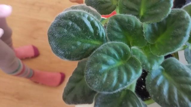 Фиалки в январе/ Чем подкармливаем цветы смотреть онлайн