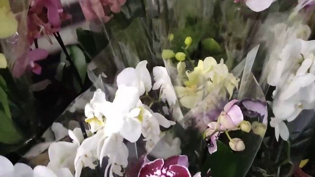 МОРЕ ЦВЕТОВ в Эпицентре. Предпраздничный ЗАВОЗ ОРХИДЕЙ ???❤️. смотреть онлайн