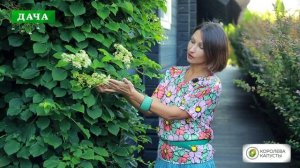 ГОРТЕНЗИЯ ЧЕРЕШКОВАЯ - прекрасное растение для вертикального озеленения//особенности посадки и уход