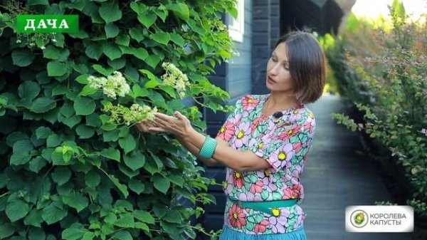 ГОРТЕНЗИЯ ЧЕРЕШКОВАЯ - прекрасное растение для вертикального озеленения//особенности посадки и уход
