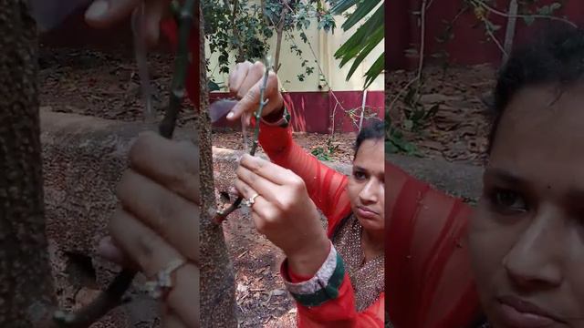 Multiple Grafting on a grown up Jackfruit tree смотреть онлайн