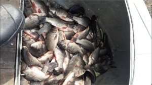 Как правильно чистить карасей и удалять желчь