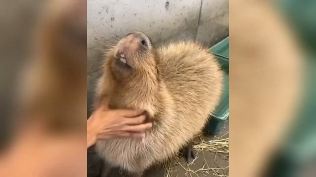 Фото капибары ➡️ музыка| Capybara song??? #capybara смотреть онлайн
