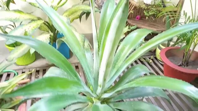 How to Care l Agave Plants l Multiple your plants full tips смотреть онлайн