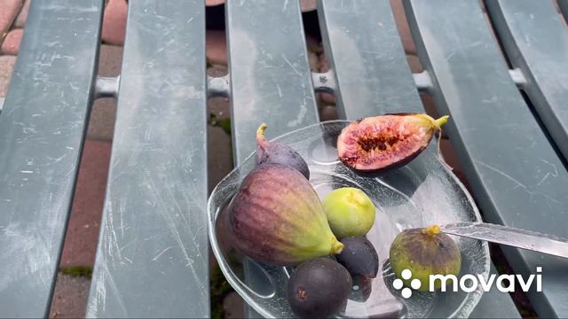 Інжири у контейнерах, продовжують дозрівати плоди , 1 жовтня 2022 смотреть онлайн