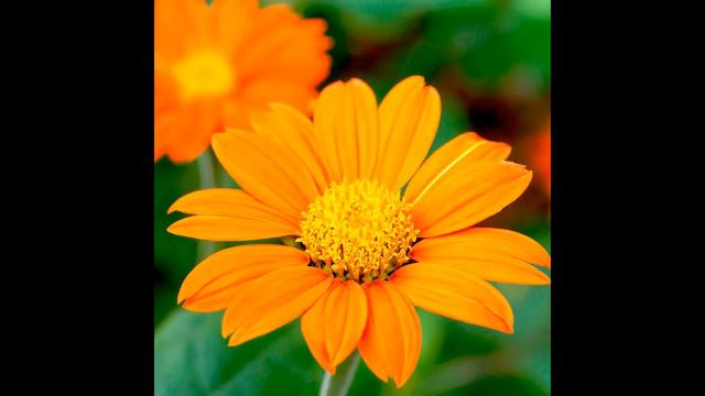 अप्रैल (April) मे लगाए जाने वाले फूल ! Flowers to grow in April смотреть онлайн