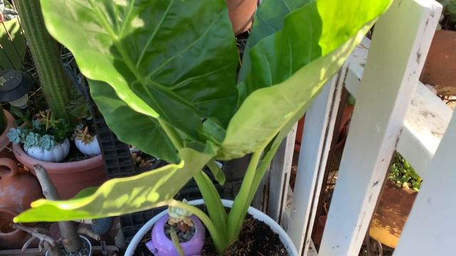 Actualización: Colocasia esculenta y tira de corazón. смотреть онлайн