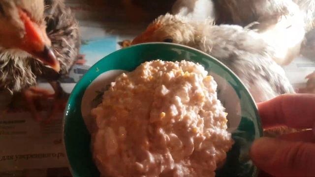 Цыплята от Дарьи из Ульяновска. Большой падеж и цыплята с кривыми пальцами. 05.03.2023г. смотреть онлайн