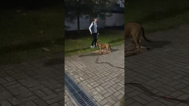 Забегание на коврик смотреть онлайн
