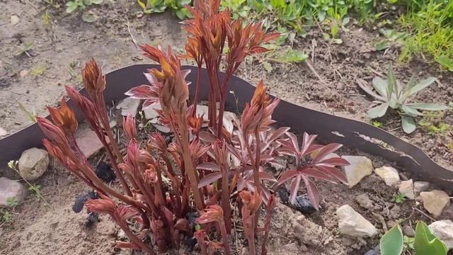 Тюльпан простой поздний Блашинг Брайд ( Tulipa Single Late Blushing Bride)