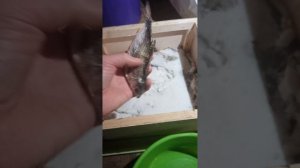 сухой посол рыбы под гнетом. сорога, окунь, голавель. 14 дней посола и рыбка готова!