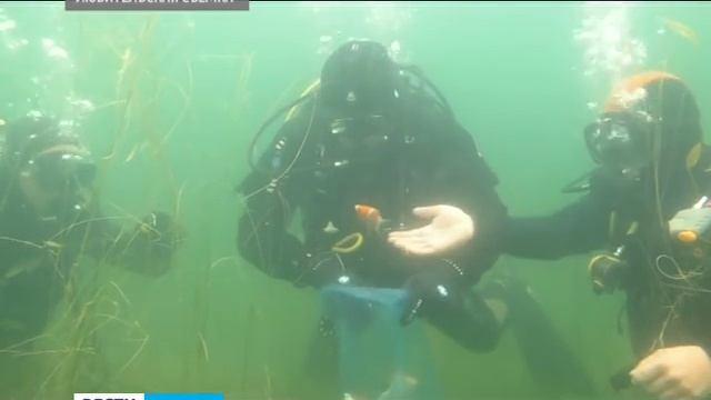 В Ключевском карьере Петрозаводска поселились караси смотреть онлайн