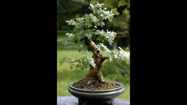 Fraxinus Americana Seeds Beautiful Foliage Bonsai #4 смотреть онлайн