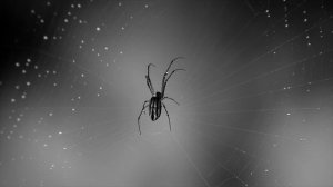 К чему в доме появляется паук