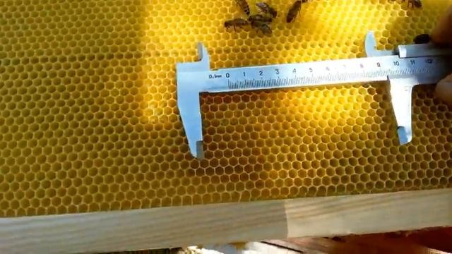 Как оттянули пчёлы вощину из под новой матрицы с ячейкой 5.6 мм смотреть онлайн