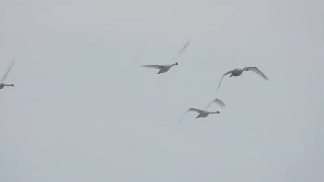 ЛЕБЕДИ УРАЛА.