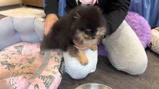 Мини ШПИЦ. ЩЕНКИ миниатюрного Померанского ШПИЦА смотреть онлайн