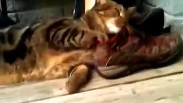 Кот небезразличен к обуви смотреть онлайн