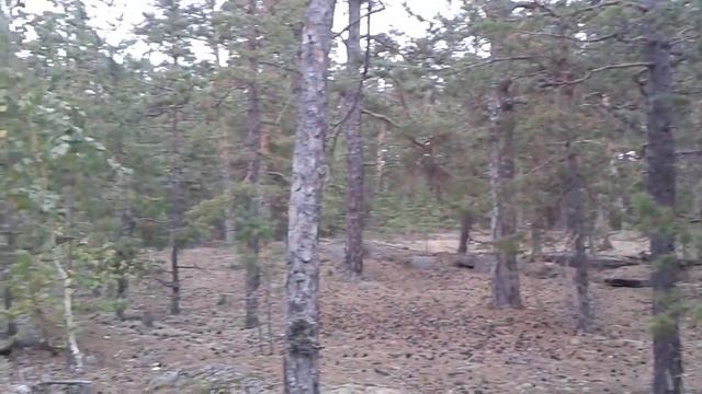 Заехали в лесок -Алексеевка. смотреть онлайн
