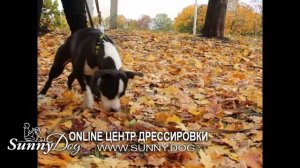 Как отучить собаку подбирать и есть на улице? Самый простой способ обучения для вашего любимца!