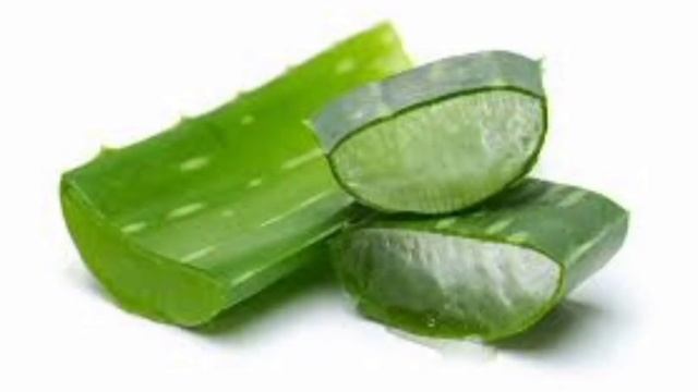 Полезные и лечебные свойства алоэ вера-польза и вред смотреть онлайн