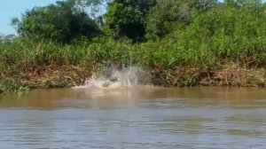 Пума VS Ягуар (Кто сильнее?) Сравнение