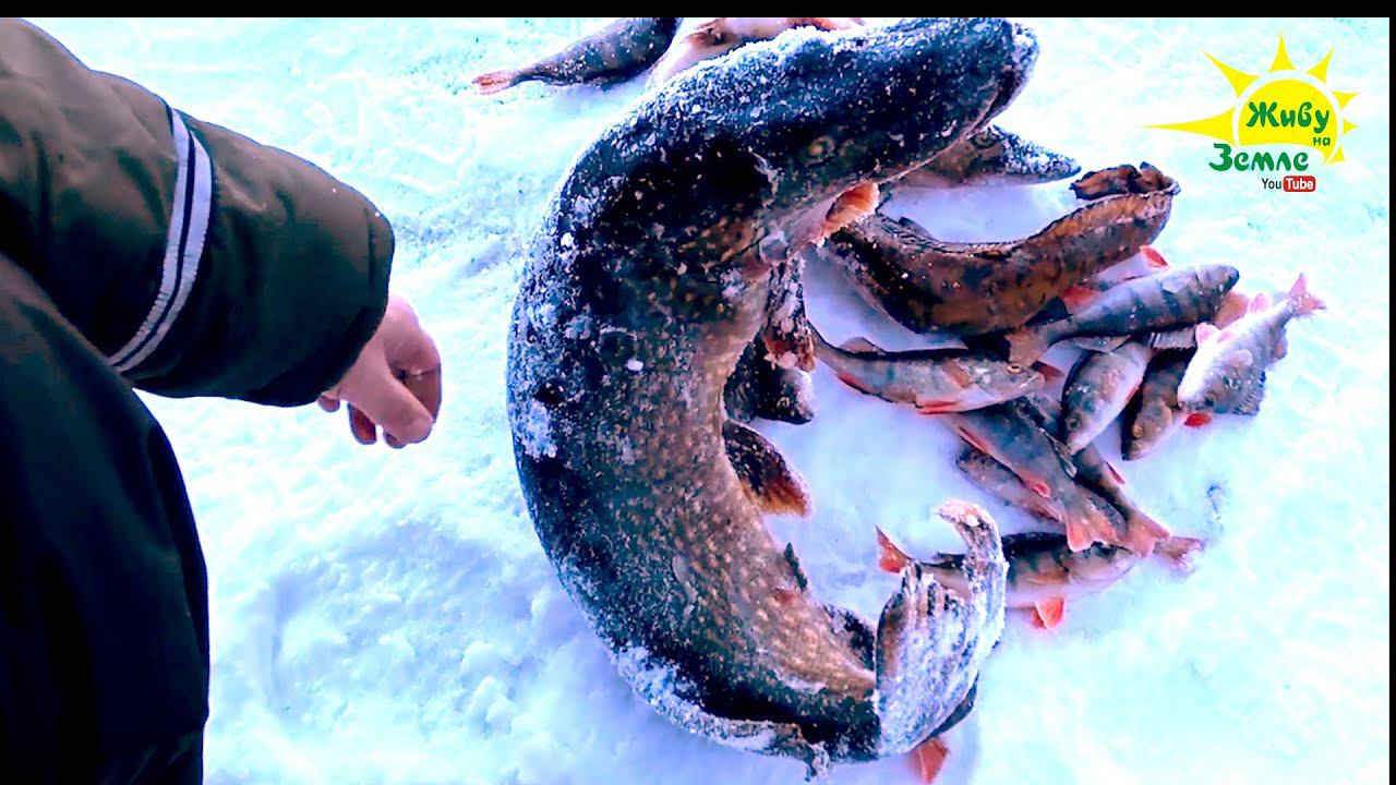 Первый Лёд. Щука Монстр. Оснастка Жерлиц Решает. смотреть онлайн