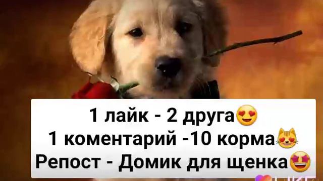 Самое грустное видео!!!!: смотреть онлайн