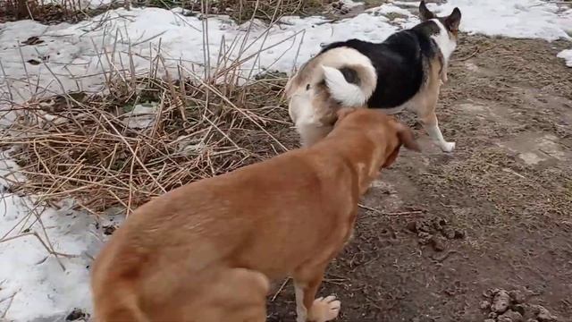 Саблезубая злобная тварь. Сука короче. смотреть онлайн