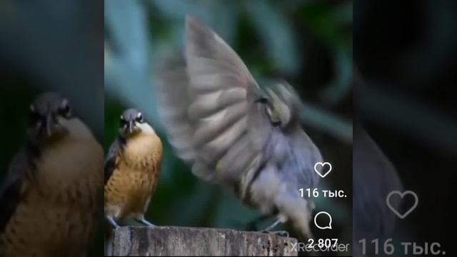 брачный танец райской птицы смотреть онлайн