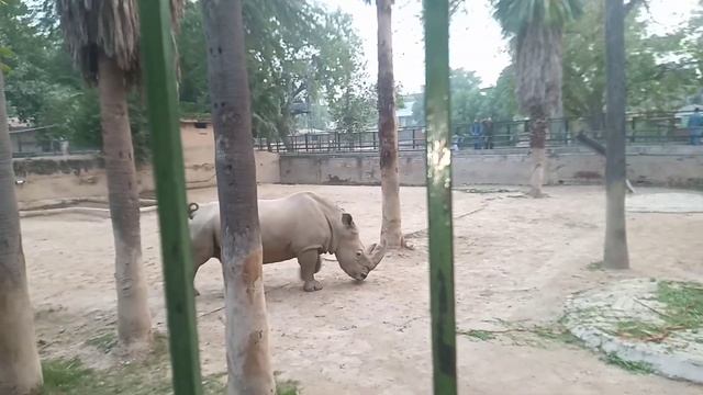 3rd attempt fail for Lahore museum! | again go to lahore zoo смотреть онлайн