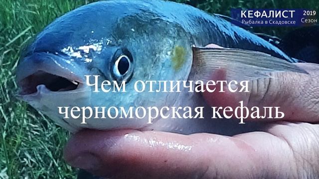 Рыбалка в Скадовске - #как #ловить #кефаль смотреть онлайн