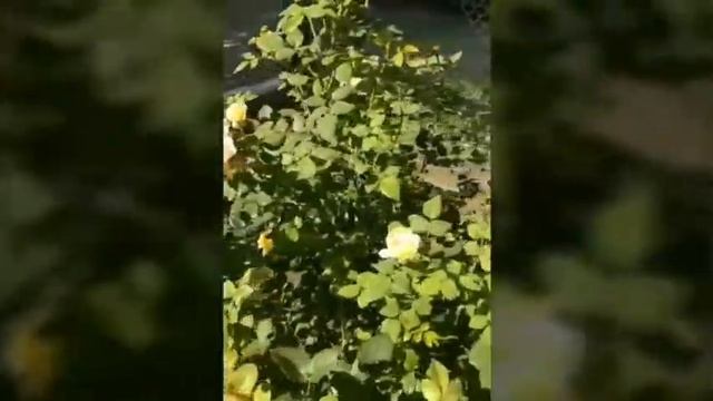 Роза Крокус Роуз Crocus Rose в моем саду лето 2020 смотреть онлайн