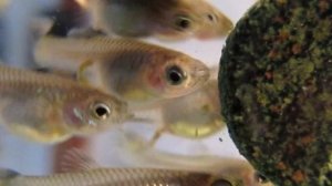 ПРАВИЛЬНОЕ КОРМЛЕНИЕ МАЛЬКОВ ГУППИ