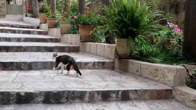 Израиль 2018 Храмы Иерусалима Храм вознесения господня Гефсиманский сад Елеонская гора смотреть онлайн