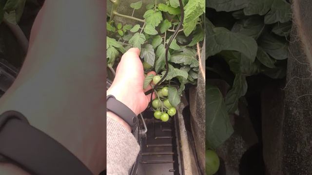 Томаты на кокосе и реверсивном поливе #кокос #капельныйполив #shorts смотреть онлайн