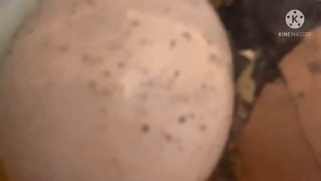 Как вылупляются утята из яиц в инкубаторе? смотреть онлайн