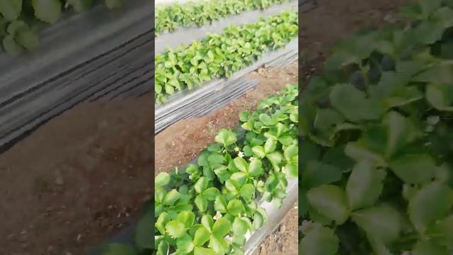 Клубника Клери, густая посадка. смотреть онлайн