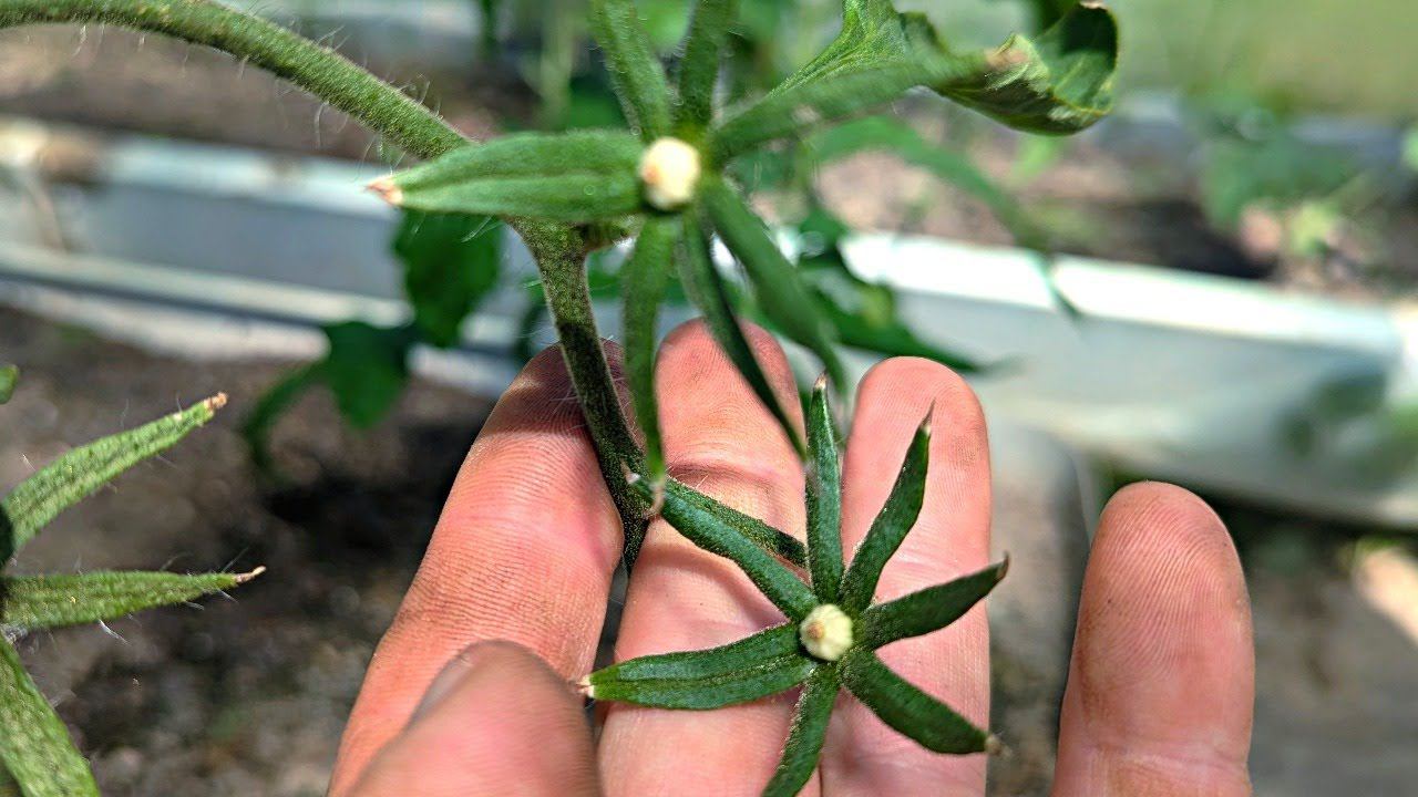 Видели такие застывшие помидорки на кусту? Опрыскайте этим они тут-же пойдут в рост проверено 100%! смотреть онлайн