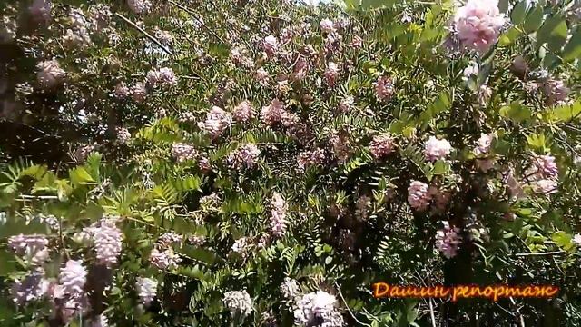 Розовая акация