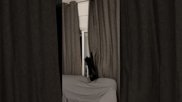 Кот скалолаз по шторе лезет, спускайся давай, животные, штора.