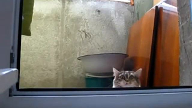 Голосуй за Кота.mp4 смотреть онлайн